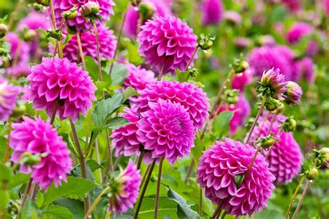 Radiant Spectacle: The Magic Dahlia's Blossom